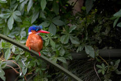 Wildlife photographer Paul McDougall