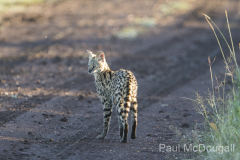 Wildlife photographer Paul McDougall