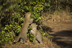 Wildlife photographer Paul McDougall
