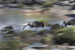 Wildlife photographer Paul McDougall