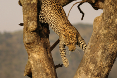 Wildlife photographer Paul McDougall