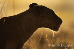 Wildlife photographer Paul McDougall