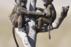 Wildlife photographer Paul McDougall