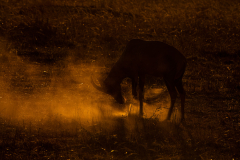 Wildlife photographer Paul McDougall