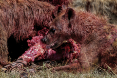 Wildlife photographer Paul McDougall