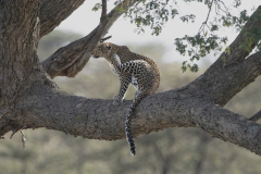 Wildlife photographer Paul McDougall
