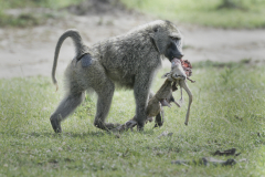 Wildlife photographer Paul McDougall