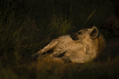 Wildlife photographer Paul McDougall