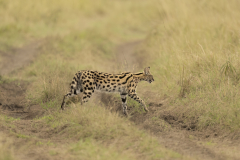 Wildlife photographer Paul McDougall