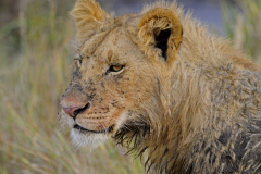 Wildlife photographer Paul McDougall