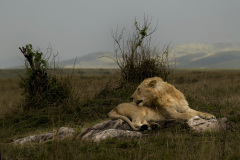 Wildlife photographer Paul McDougall