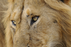Wildlife photographer Paul McDougall