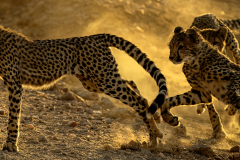 Wildlife photographer Paul McDougall