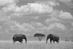 Wildlife photographer Paul McDougall
