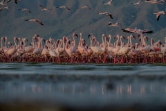 Wildlife photographer Paul McDougall