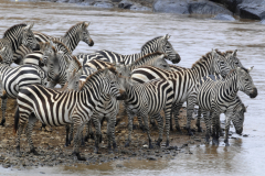 Wildlife photographer Paul McDougall
