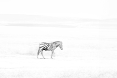 Wildlife photographer Paul McDougall