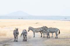 Wildlife photographer Paul McDougall