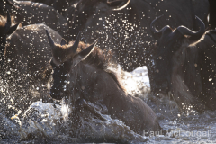Wildlife photographer Paul McDougall