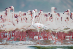 Wildlife photographer Paul McDougall