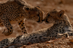 Wildlife photographer Paul McDougall