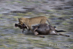 Wildlife photographer Paul McDougall