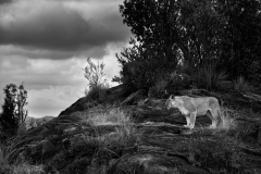Wildlife photographer Paul McDougall