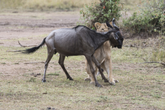Wildlife photographer Paul McDougall