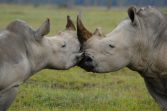 Wildlife photographer Paul McDougall