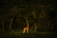 Wildlife photographer Paul McDougall