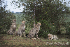 Wildlife photographer Paul McDougall