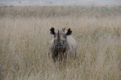 Wildlife photographer Paul McDougall