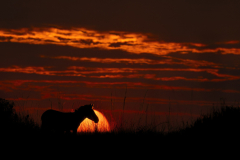 Wildlife photographer Paul McDougall