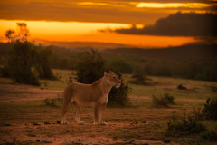 Wildlife photographer Paul McDougall