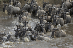 Wildlife photographer Paul McDougall