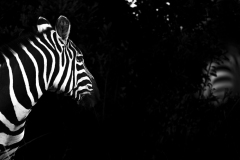 Wildlife photographer Paul McDougall