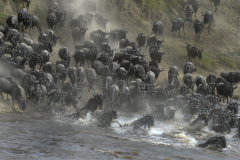 Wildlife photographer Paul McDougall