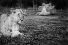 Wildlife photographer Paul McDougall
