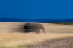 Wildlife photographer Paul McDougall