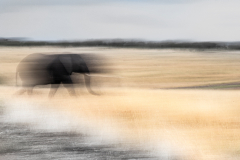 Wildlife photographer Paul McDougall