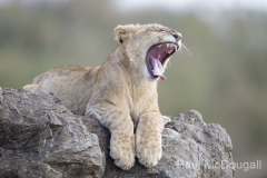 Wildlife photographer Paul McDougall
