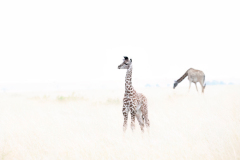 Wildlife photographer Paul McDougall
