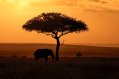 Wildlife photographer Paul McDougall