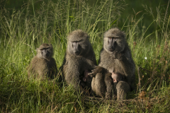 Wildlife photographer Paul McDougall