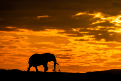 Wildlife photographer Paul McDougall