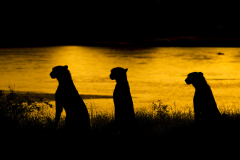 Wildlife photographer Paul McDougall