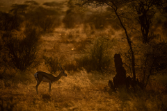 Wildlife photographer Paul McDougall
