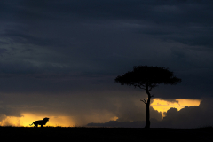 Wildlife photographer Paul McDougall