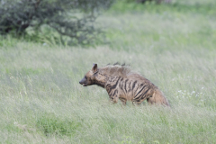 Wildlife photographer Paul McDougall