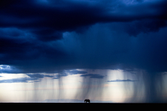 Wildlife photographer Paul McDougall